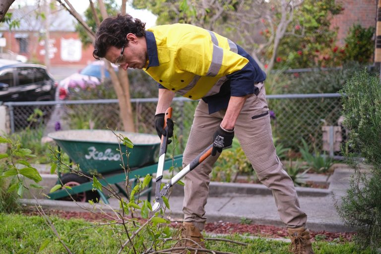 budget-friendly home improvement _tree pruning